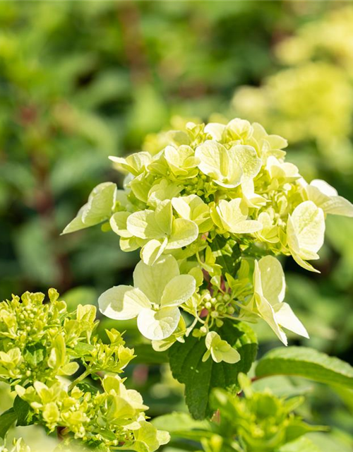 Hydrangea pan. Magical Andes