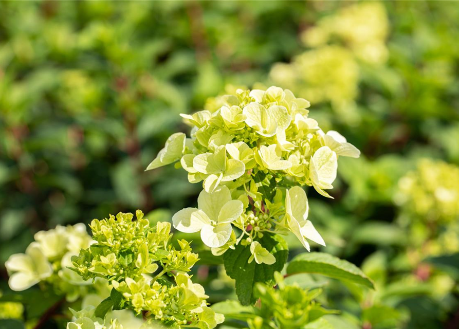 Hydrangea pan. Magical Andes