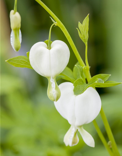 Dicentra spectabilis Alba