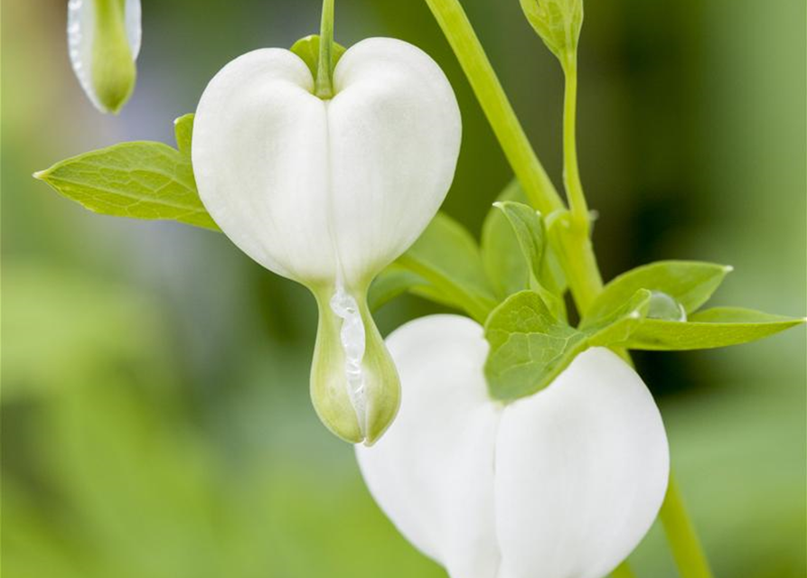 Dicentra spectabilis Alba