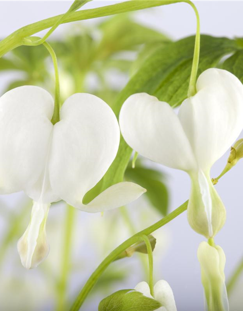 Dicentra spectabilis Alba