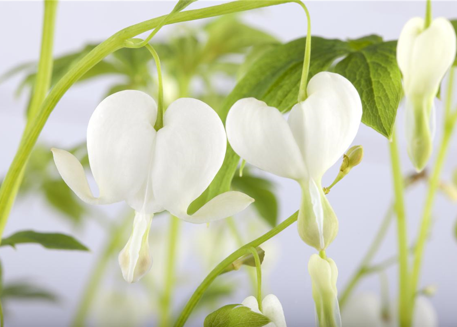 Dicentra spectabilis Alba