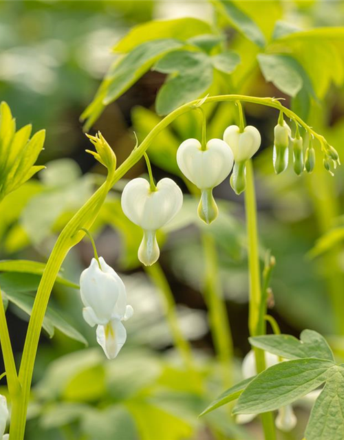 Dicentra spectabilis Alba