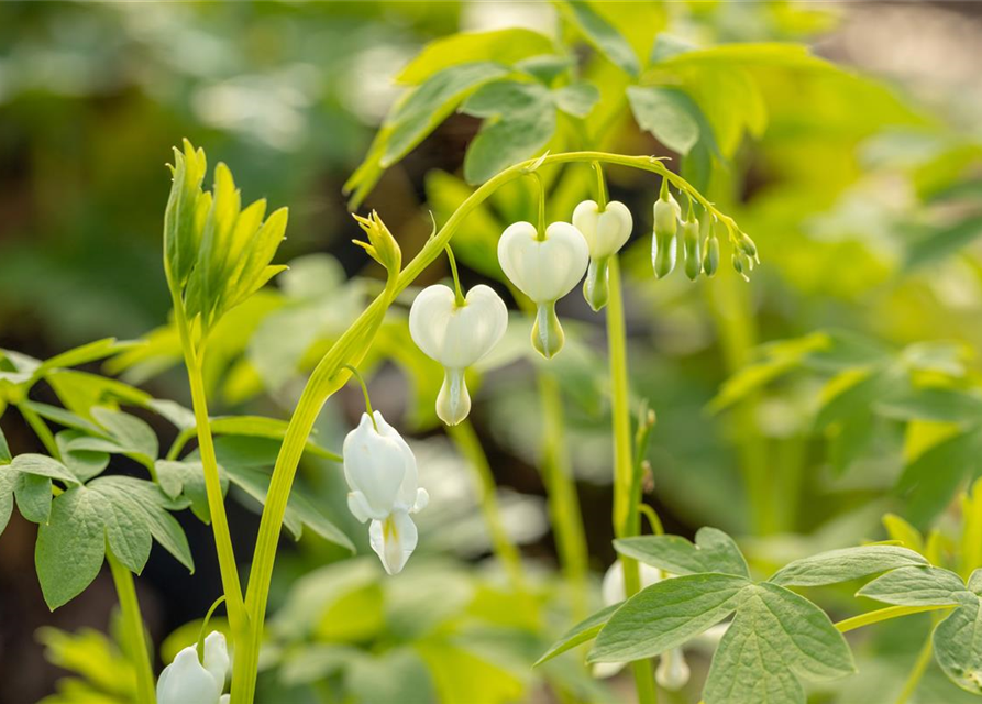 Dicentra spectabilis Alba