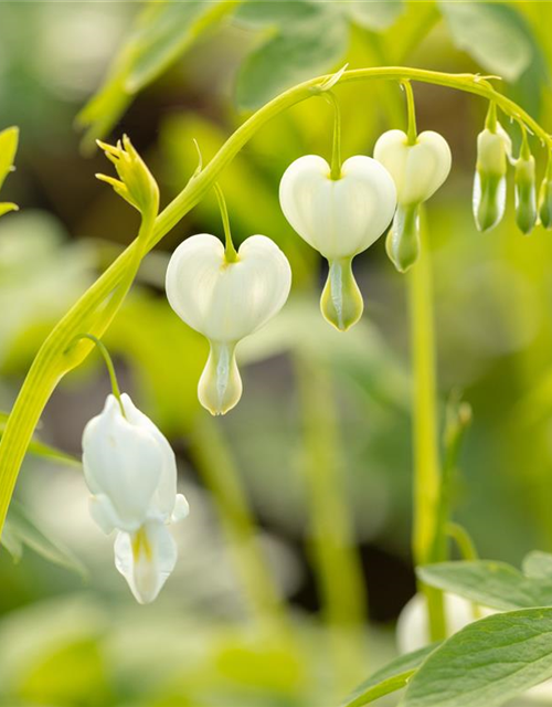 Dicentra spectabilis Alba