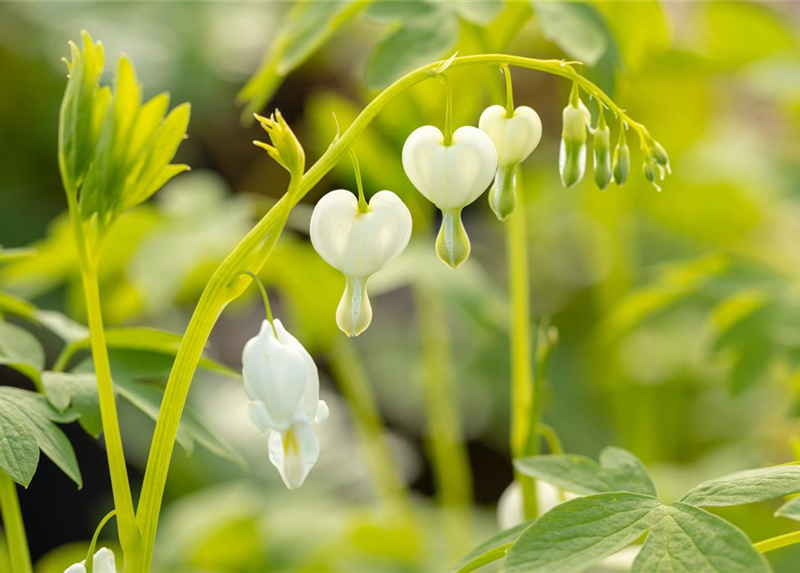 Dicentra spectabilis Alba