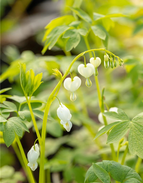 Dicentra spectabilis Alba