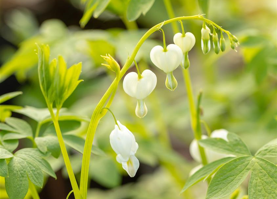 Dicentra spectabilis Alba