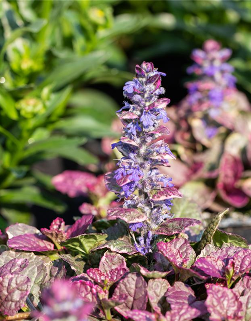 Ajuga tenorii Chocolate Chip