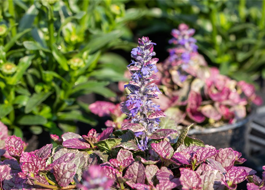 Ajuga tenorii Chocolate Chip