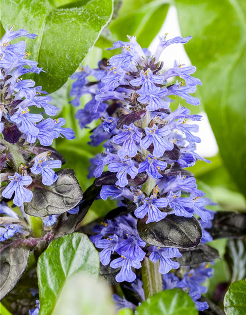 Ajuga tenorii Chocolate Chip