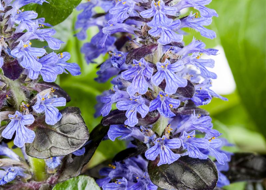 Ajuga tenorii Chocolate Chip