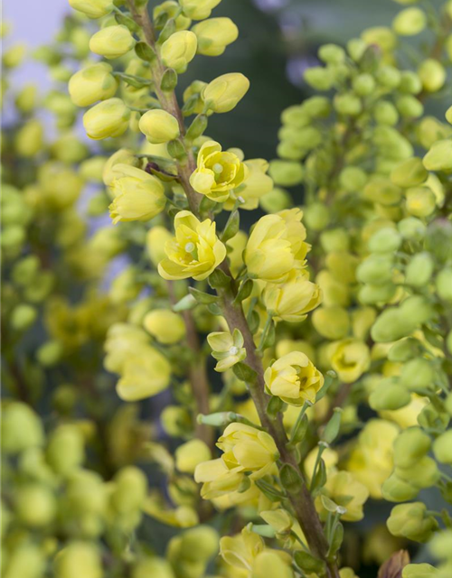 Mahonia media Winter Sun