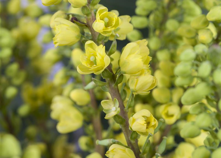 Mahonia media Winter Sun