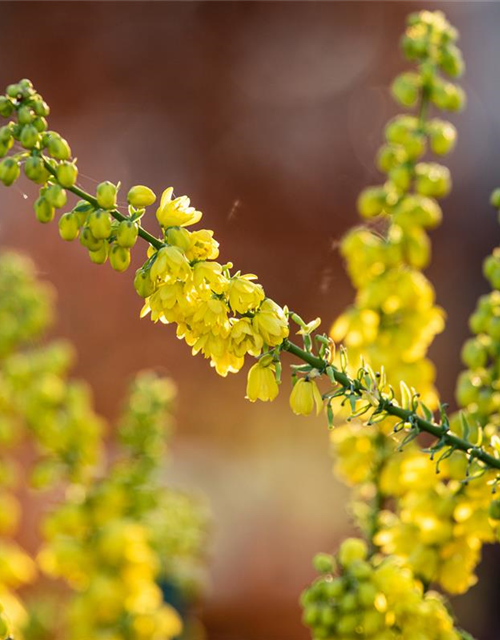 Mahonia media Winter Sun