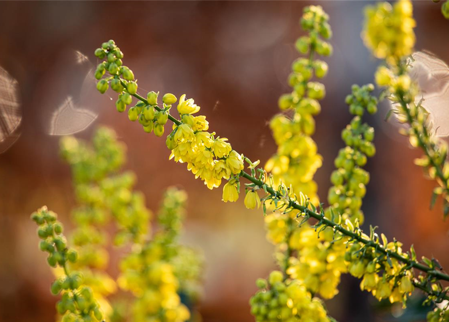 Mahonia media Winter Sun