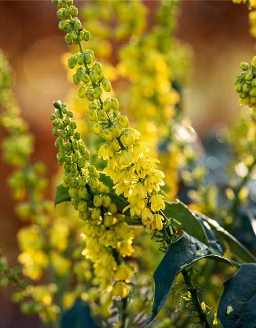 Mahonia media Winter Sun