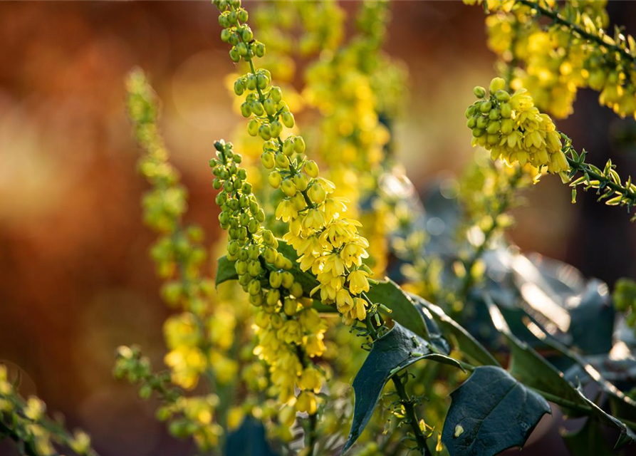 Mahonia media Winter Sun