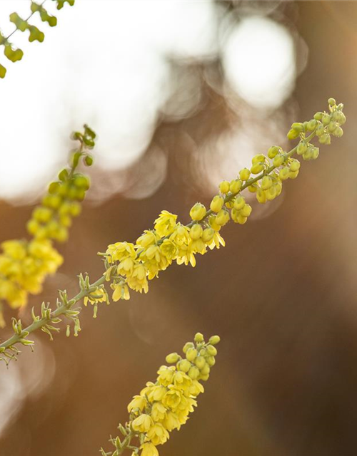 Mahonia media Winter Sun