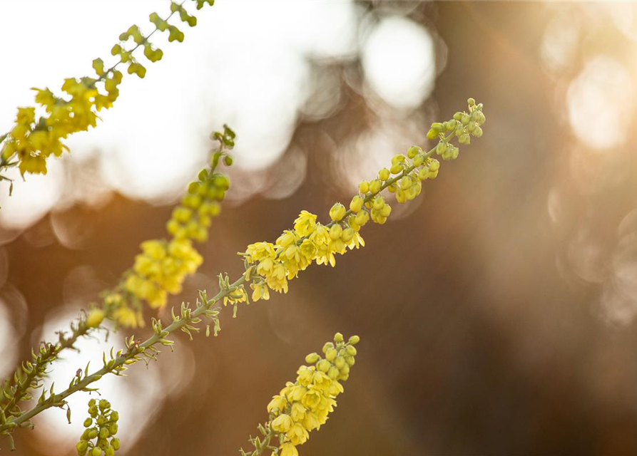 Mahonia media Winter Sun