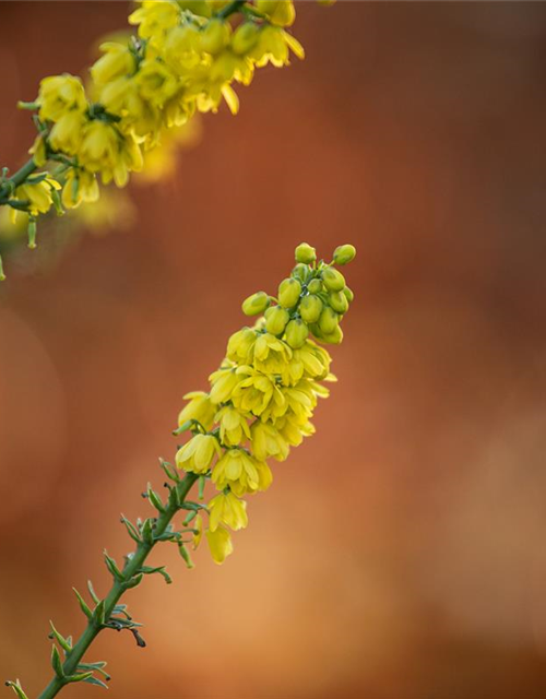 Mahonia media Winter Sun