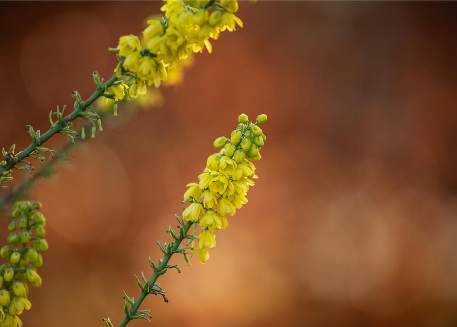 Mahonia media Winter Sun