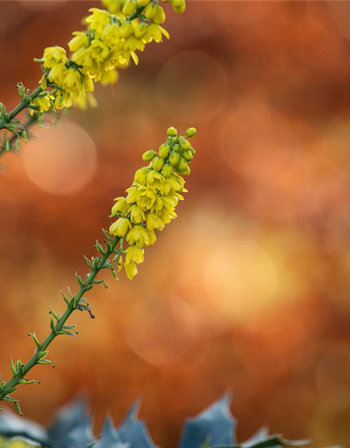 Mahonia media Winter Sun