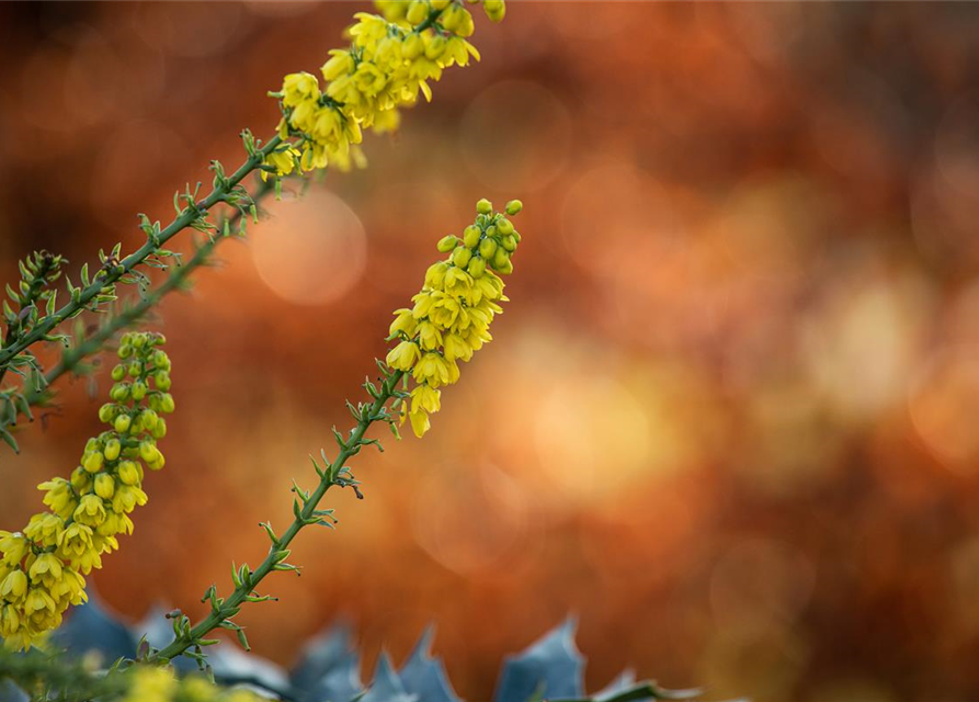 Mahonia media Winter Sun