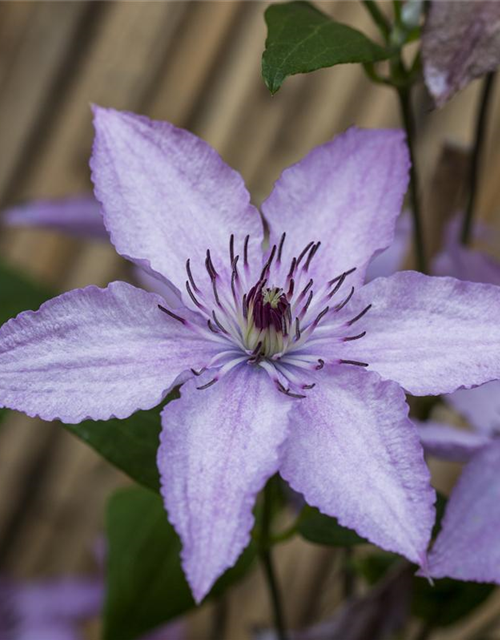 Clematis "Hagley Hybrid"