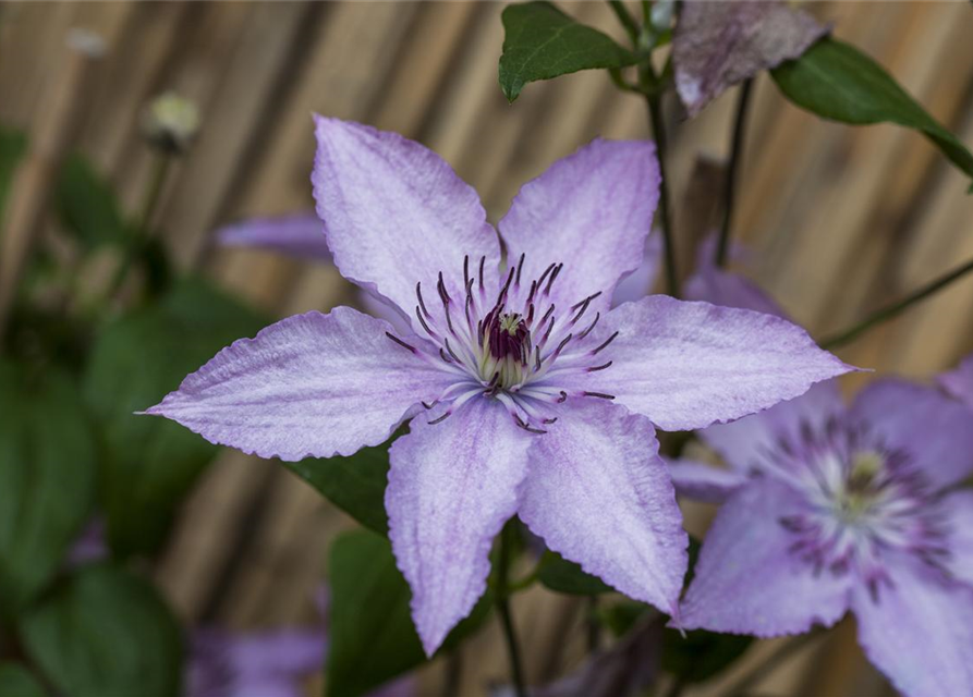 Clematis "Hagley Hybrid"