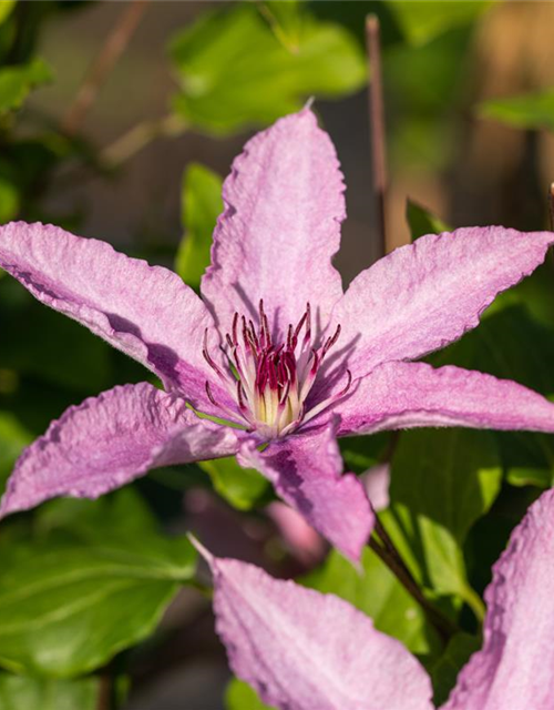 Clematis "Hagley Hybrid"