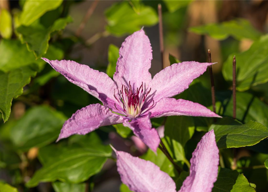 Clematis "Hagley Hybrid"