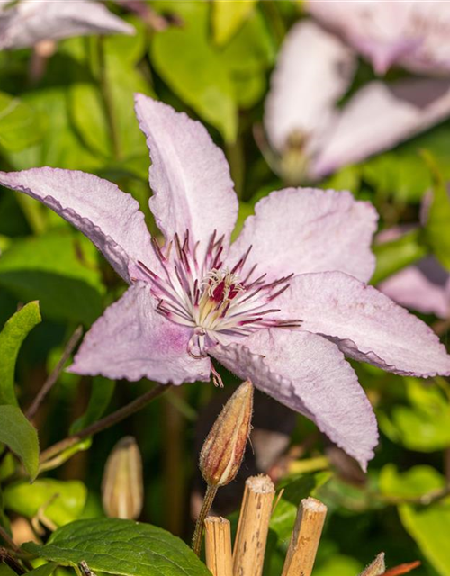 Clematis "Hagley Hybrid"