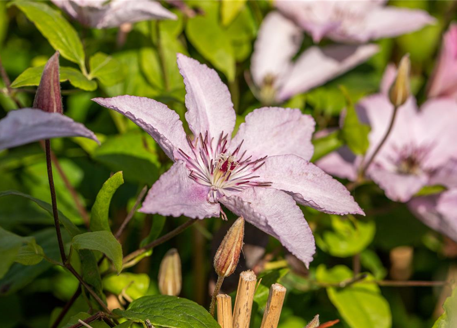 Clematis "Hagley Hybrid"