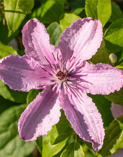 Clematis "Hagley Hybrid"