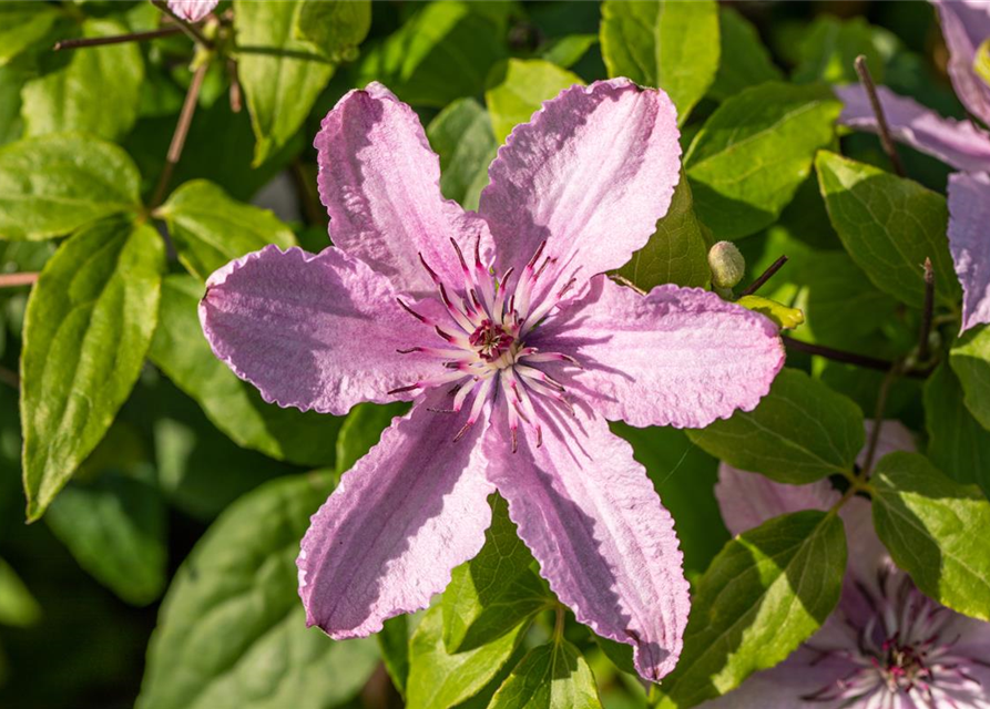 Clematis "Hagley Hybrid"