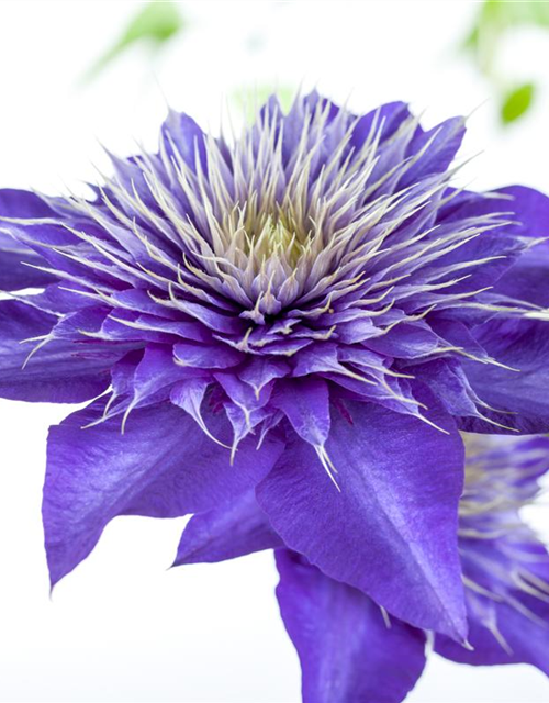 Clematis "Multi Blue"