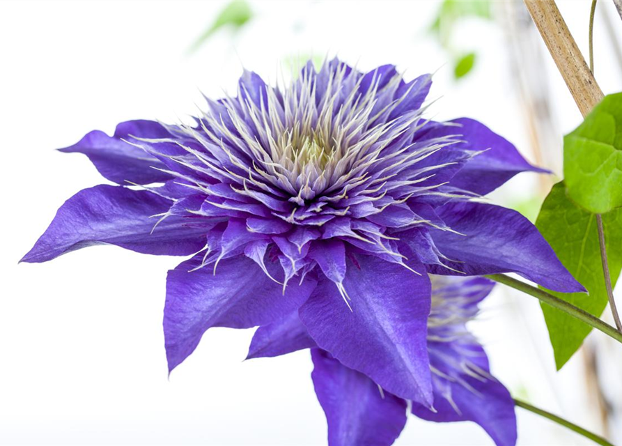 Clematis "Multi Blue"