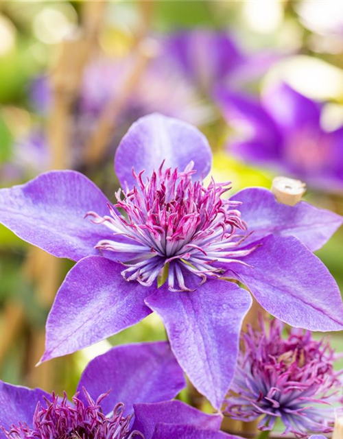 Clematis "Multi Blue"