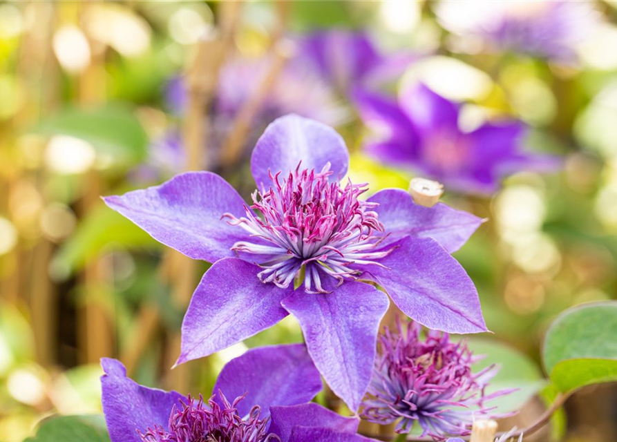 Clematis "Multi Blue"