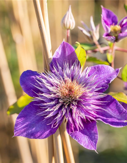 Clematis "Multi Blue"