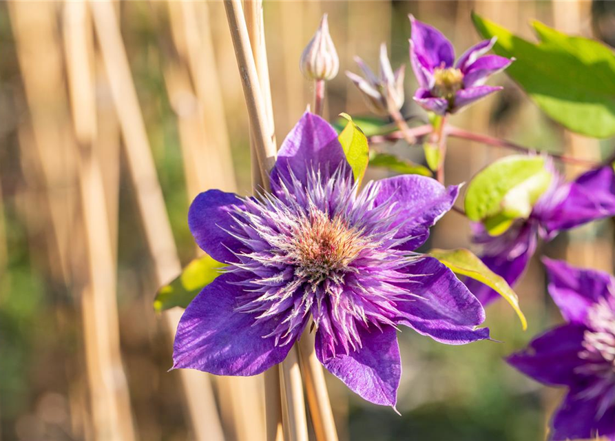 Clematis "Multi Blue"