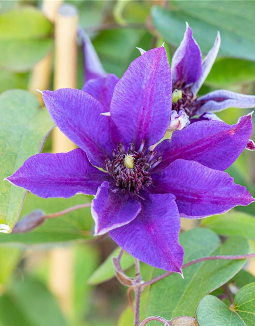 Clematis "Multi Blue"