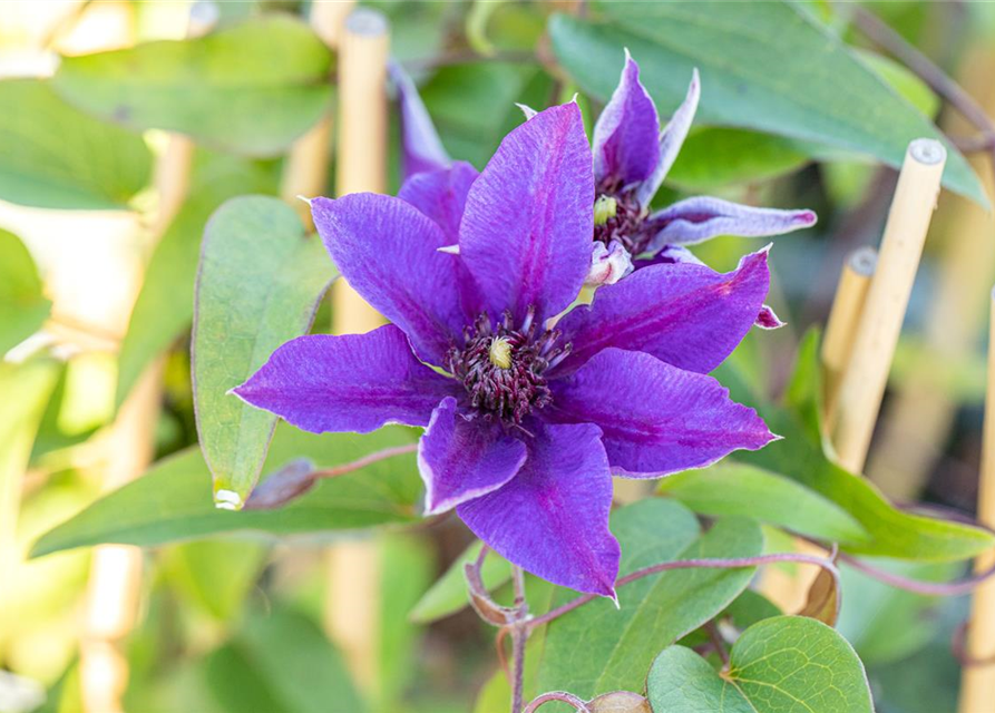 Clematis "Multi Blue"