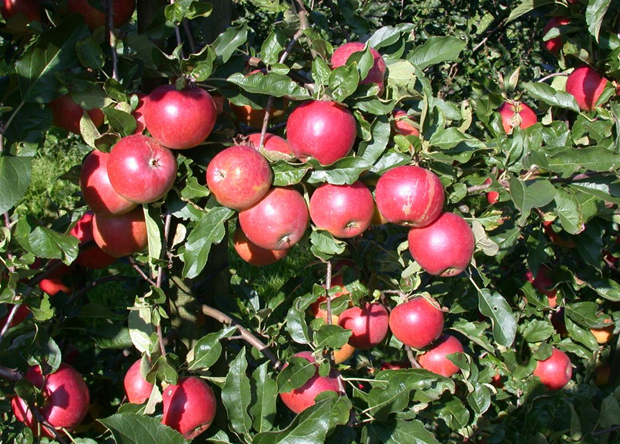 Malus domestica Ecolette