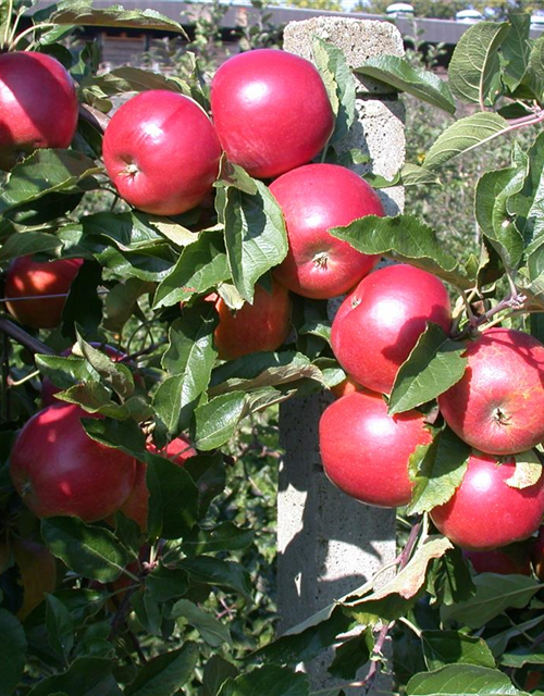 Malus domestica Ecolette