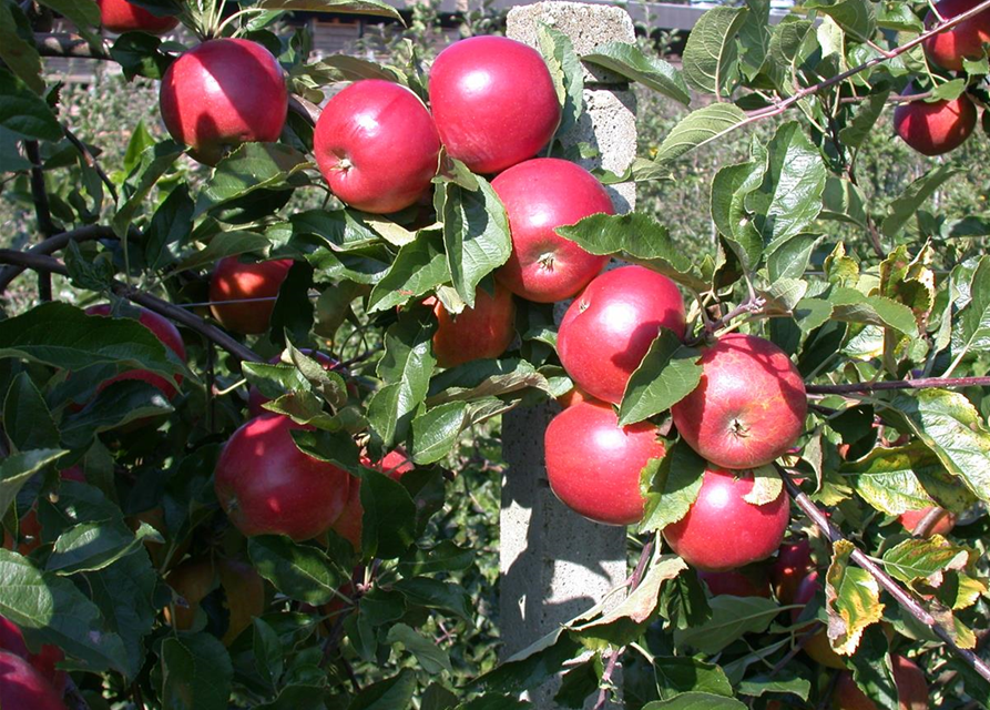 Malus domestica Ecolette