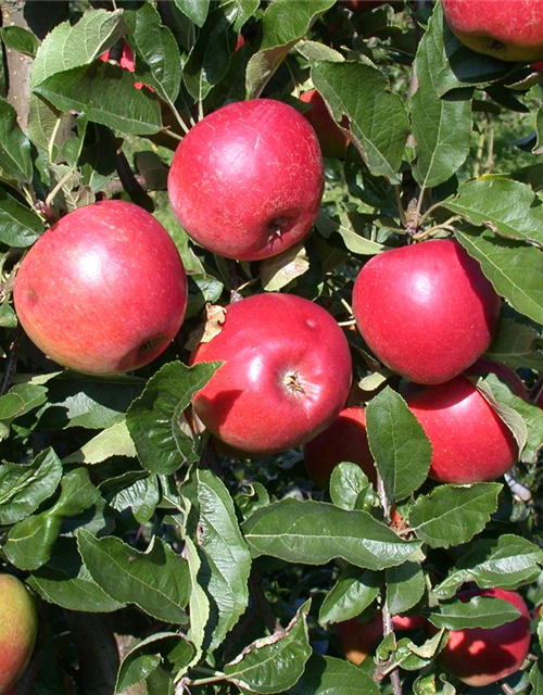 Malus domestica Ecolette