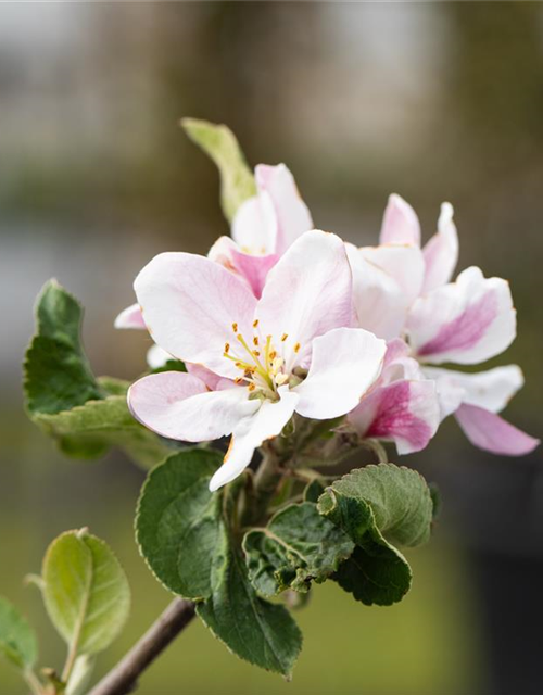 Malus domestica Ecolette