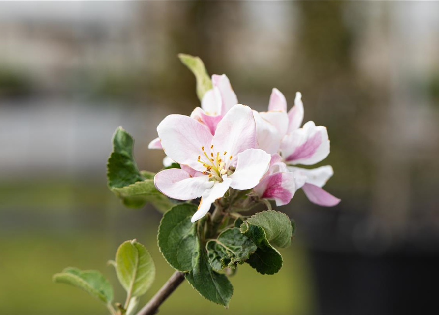 Malus domestica Ecolette